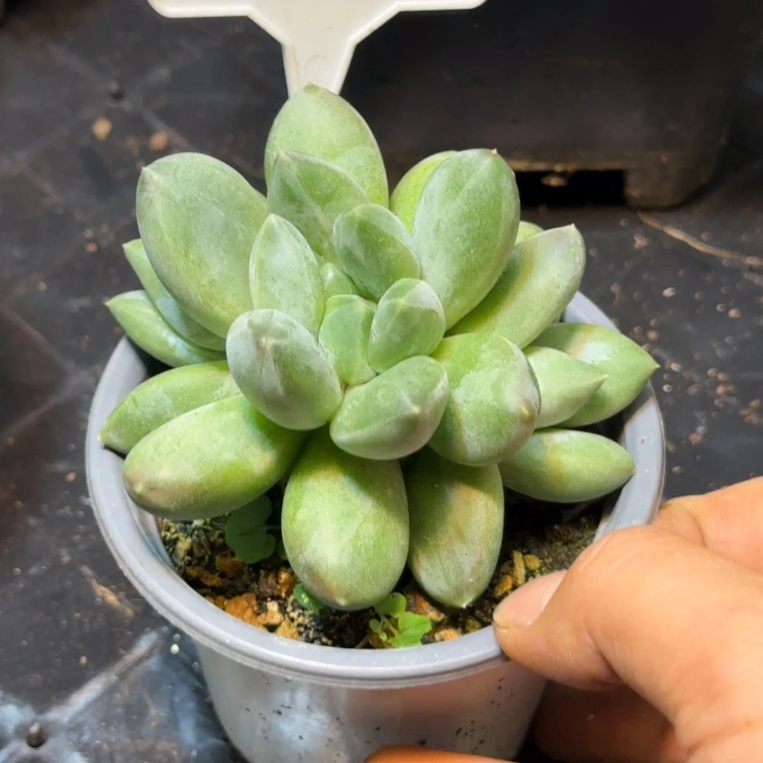 多肉植物重楼群679