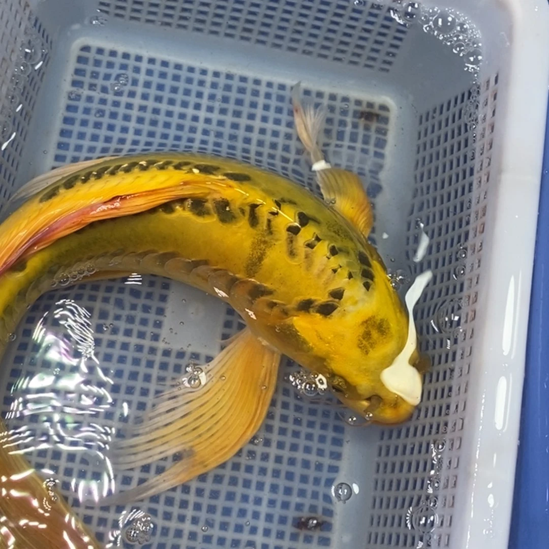 海水鱼冷水锦鲤包邮