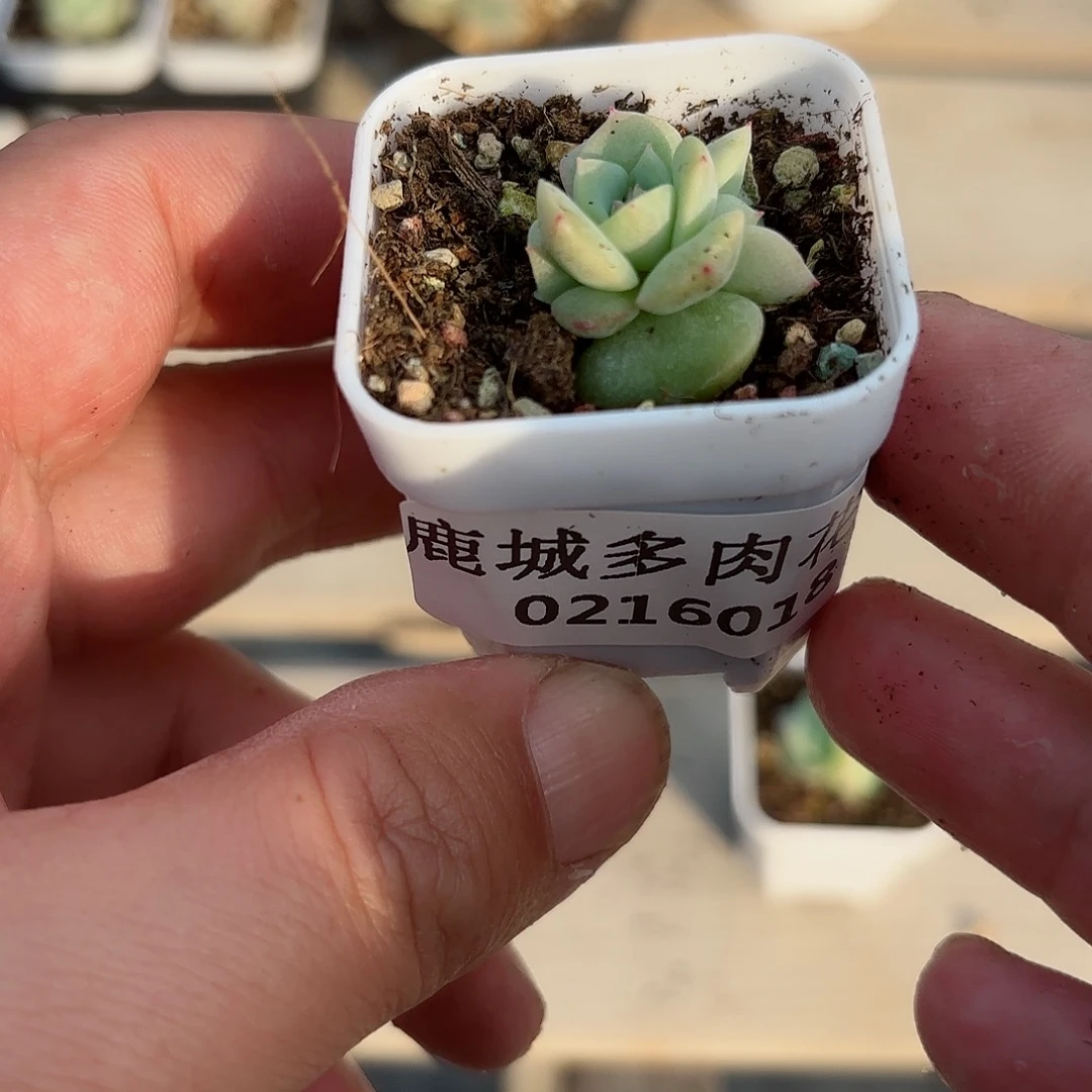 0216-018荔枝3头多肉