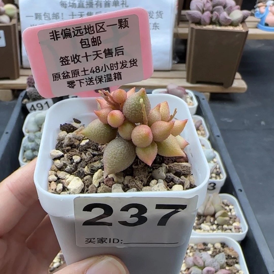 237小辣椒多肉植物