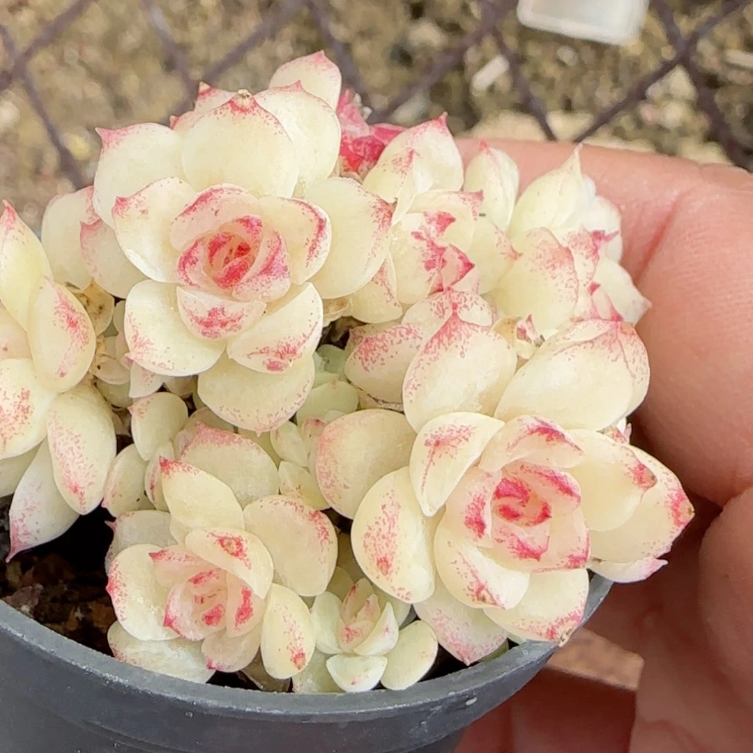 d****d【闪购商品】0121-41专拍