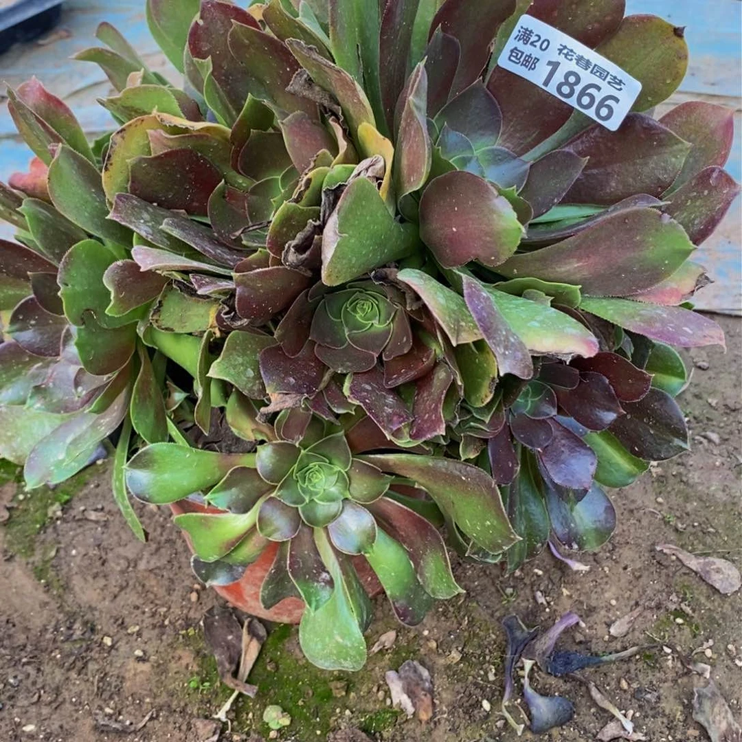 1866 号一物一拍多肉植物