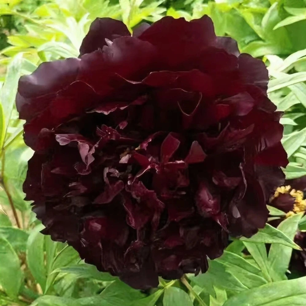 【泼墨】菏泽精品牡丹十年独杆 秋季发苗 黑色系