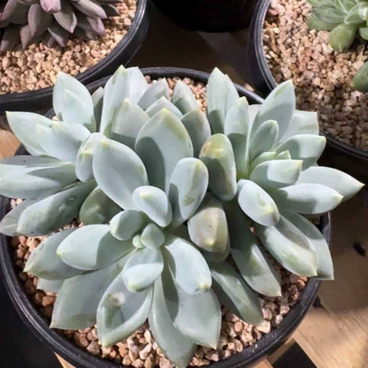多肉植物哥特萝莉