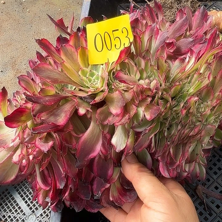 多肉植物福利来0053