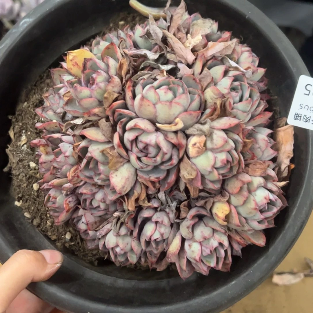 赫拉一物一拍1695