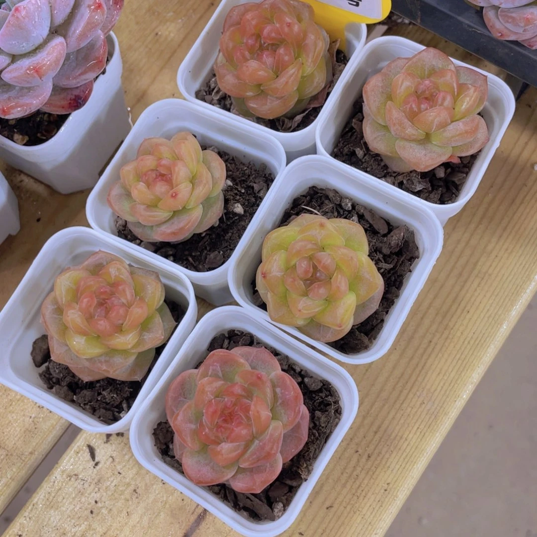 1383号 全冰透珍妮琥珀单头一个