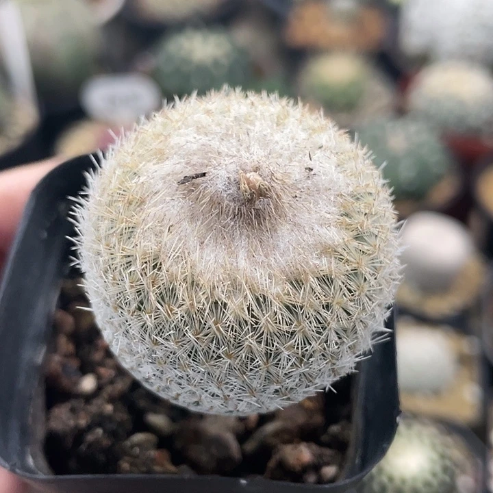 伊朗丸实生仙人球