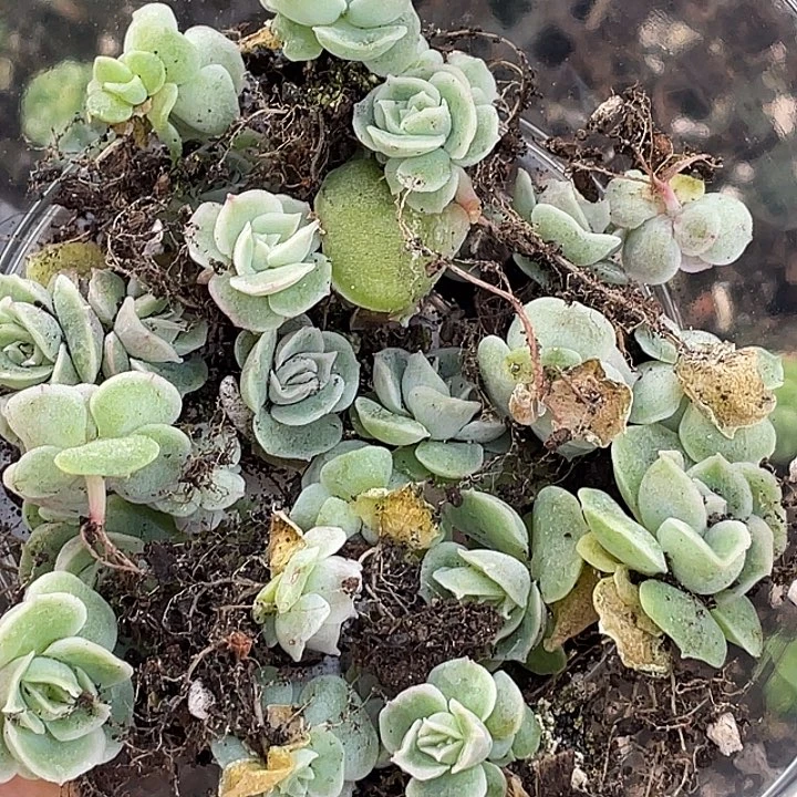 OTO多肉切糕优选dy1903