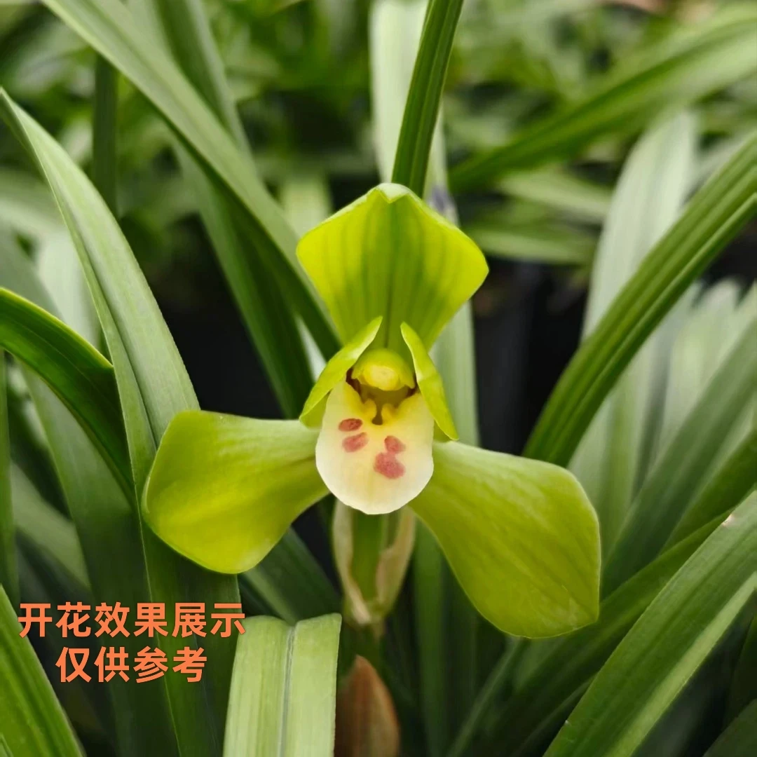 春兰铭品【大富贵】荷瓣花2-3苗子母裸根带花芽