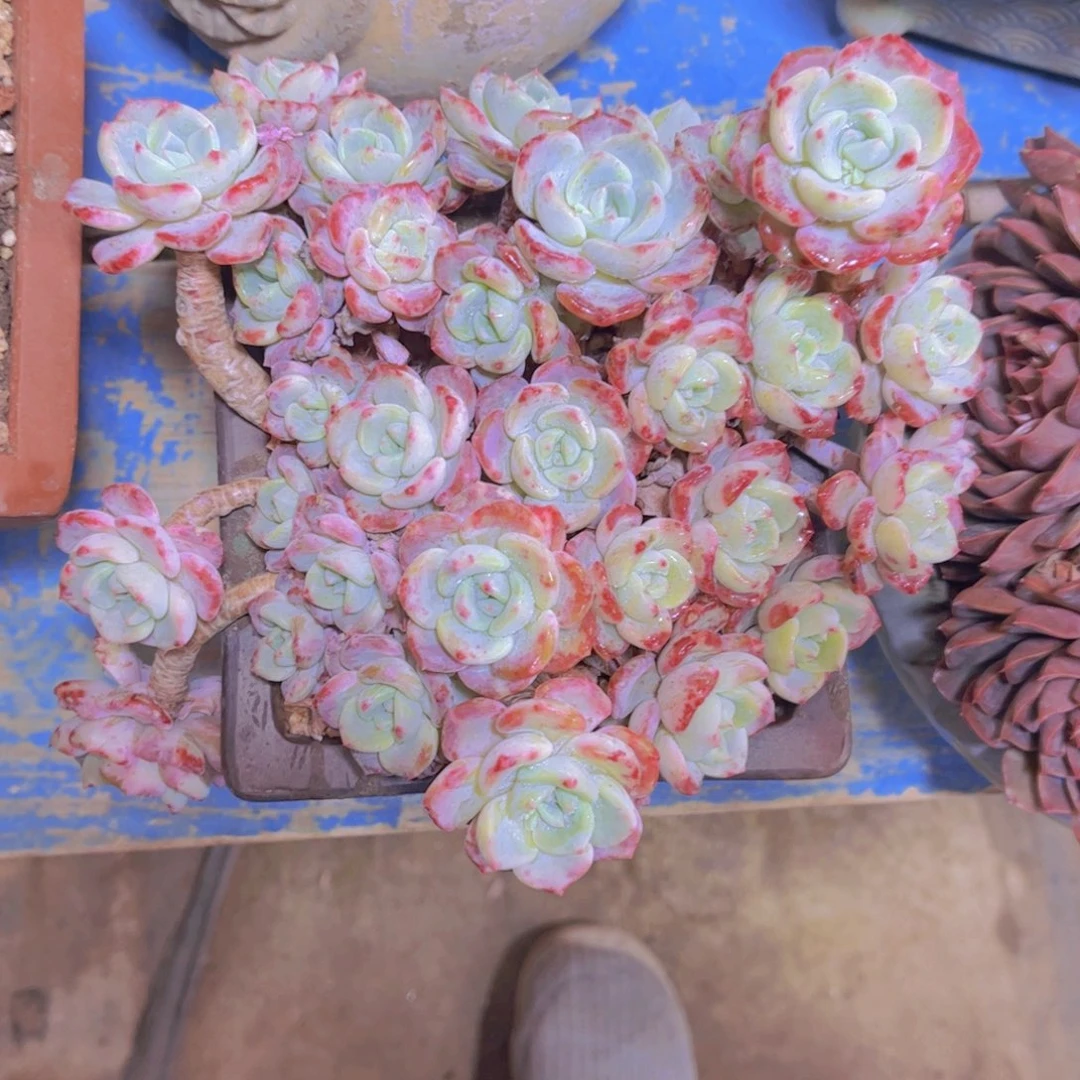 多肉老桩多肉老桩