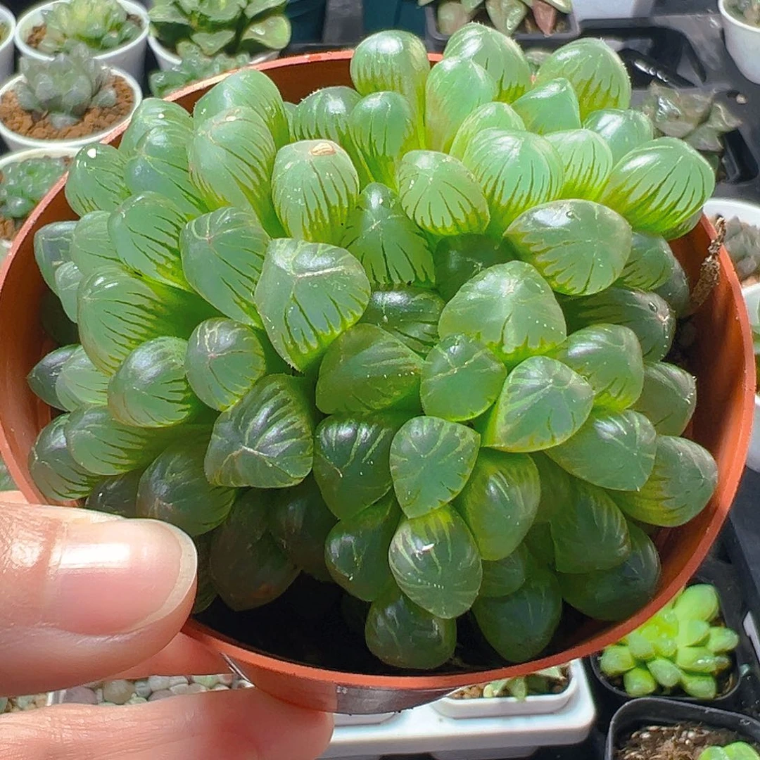 5276玉露多肉植物一颗