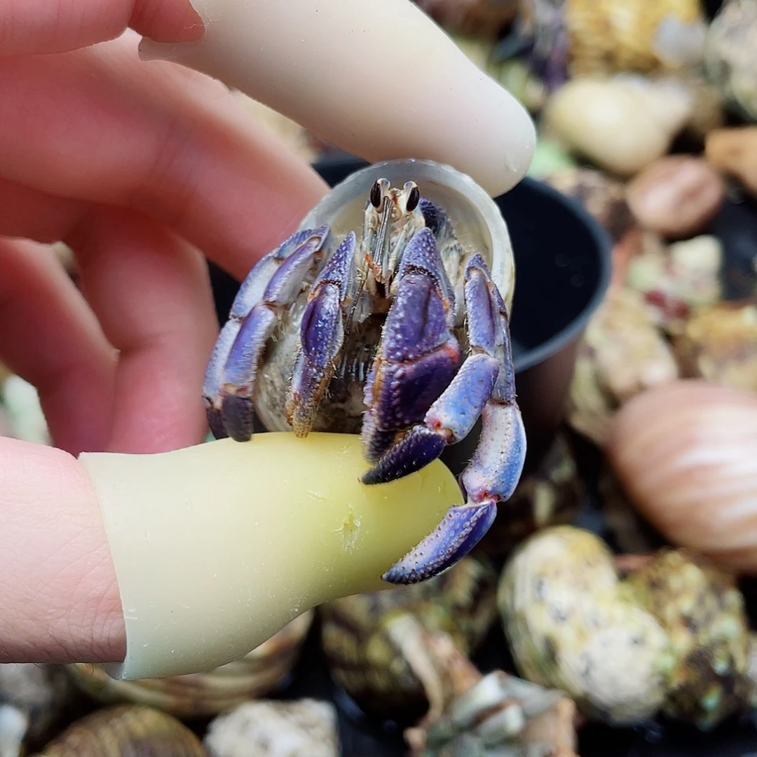 2口微磨尖妖艳紫紫陆