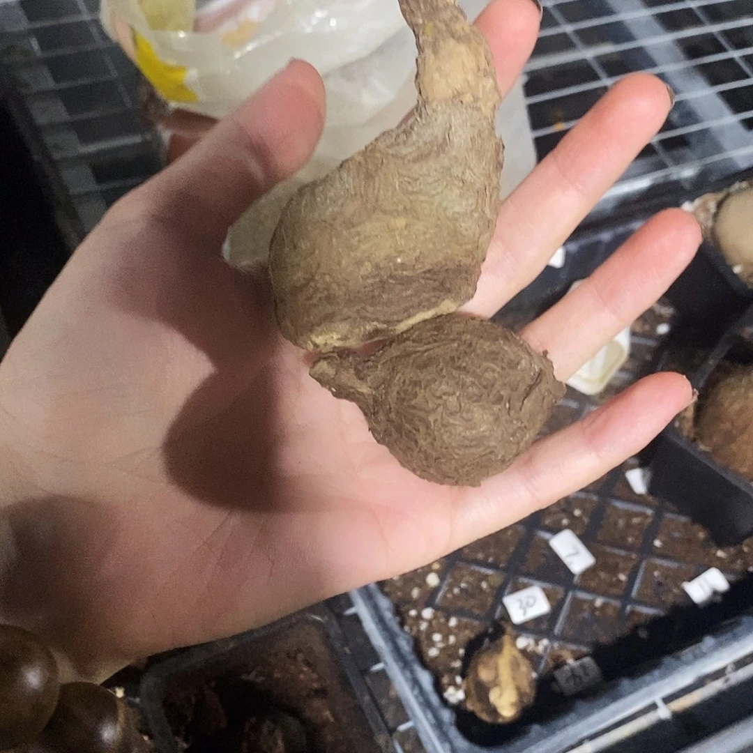 g***g一叶龟一物一拍不包售后