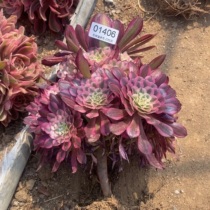 玩***玩01406红超白多肉植物