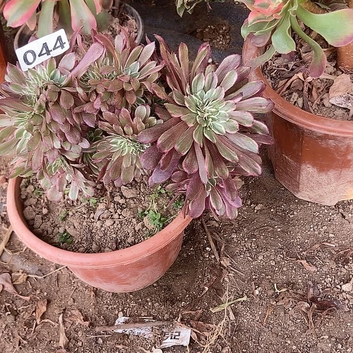 044水墨缀化老板子法师