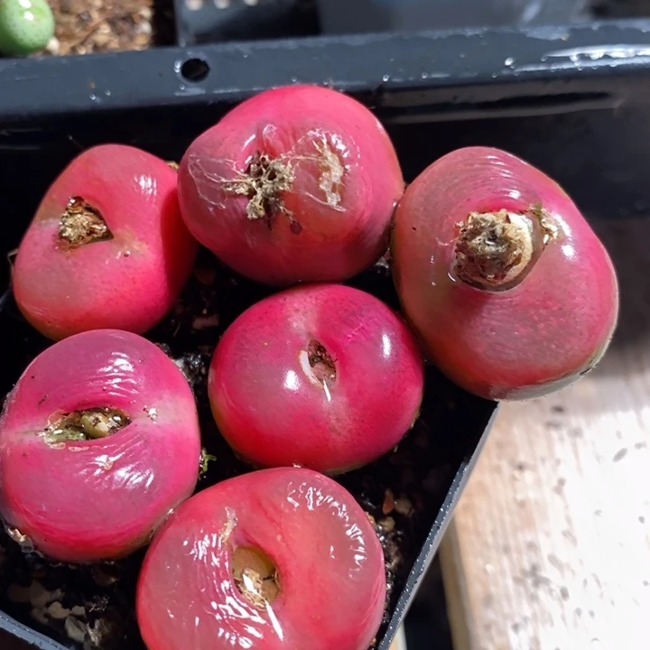 阿*呀21256一组一组一组