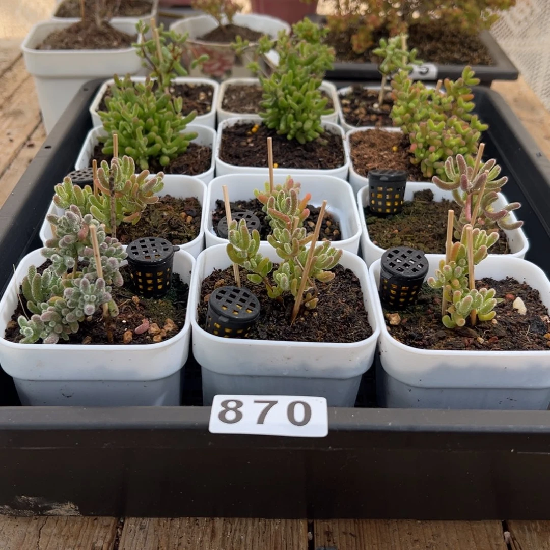 枝干番杏多肉植物870