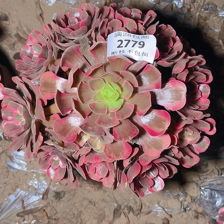 2779爱神多肉植物保护