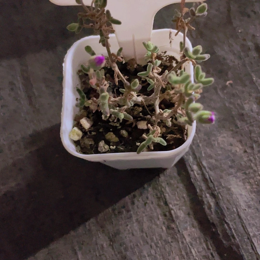 小**へ蜜桔糖球w057一物一拍