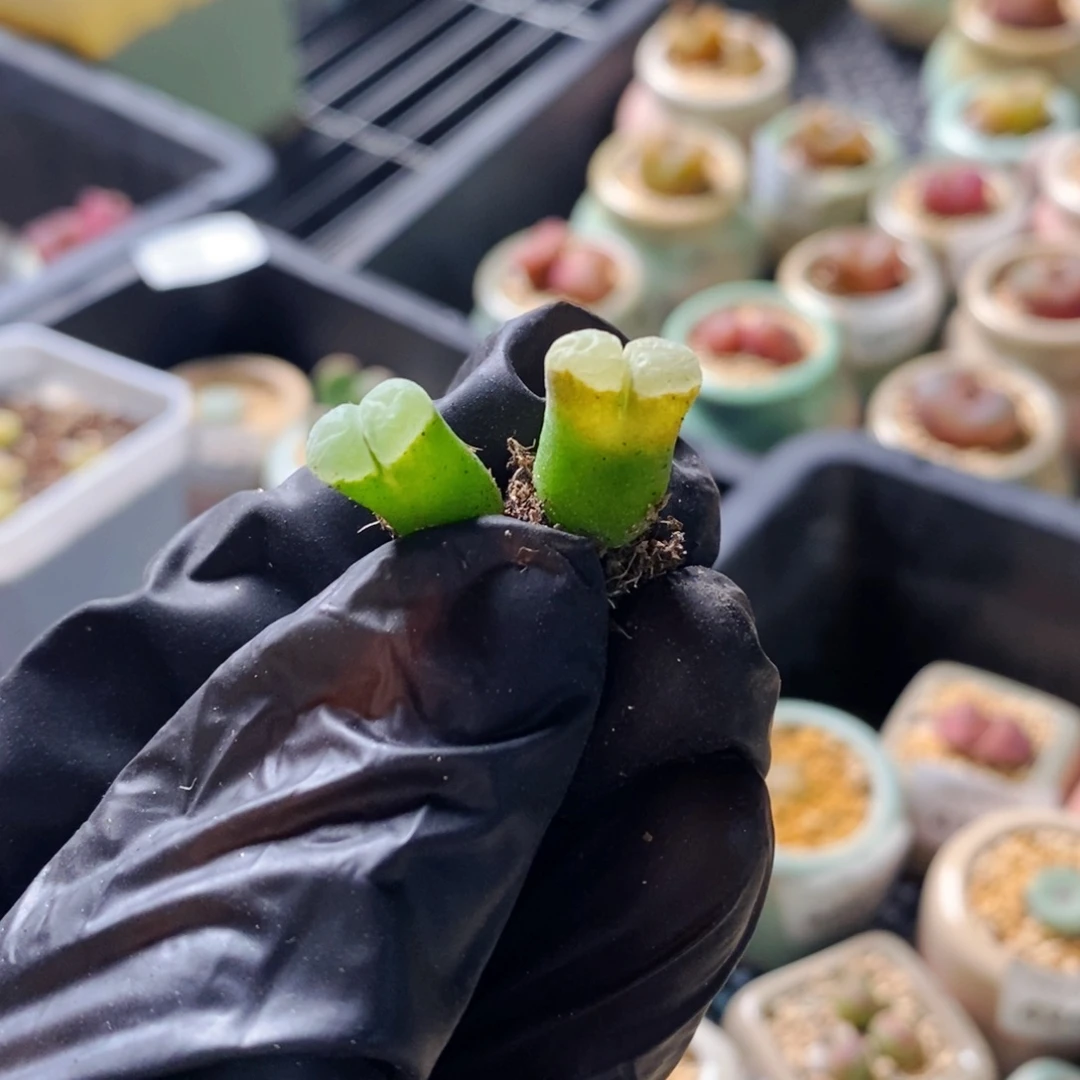 4335-一物一拍 极窗