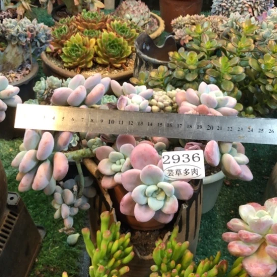 红洛神，2936，一物一拍