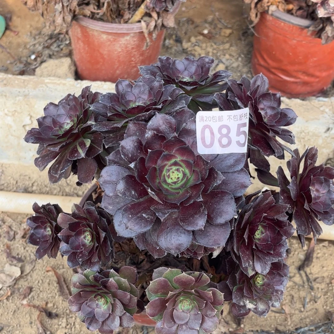 黑寡妇085不包断枝