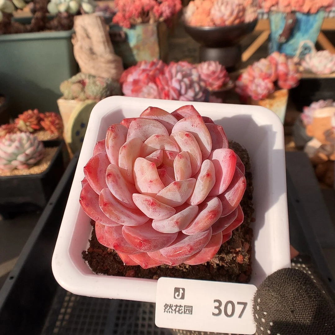 307雪天使多肉植物6666