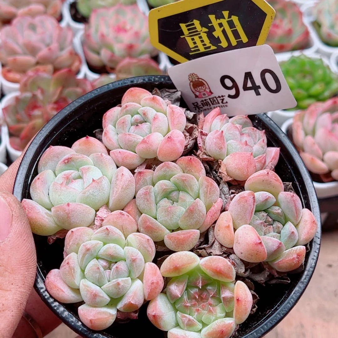 当前无花朵，栽培后可花朵