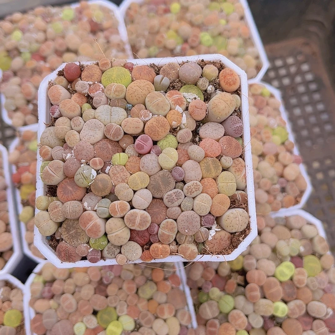 L***i多肉生石花彩拼多肉