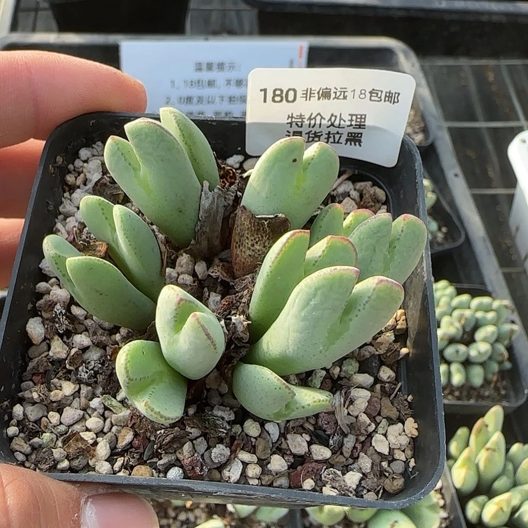 180号，清货，18包邮