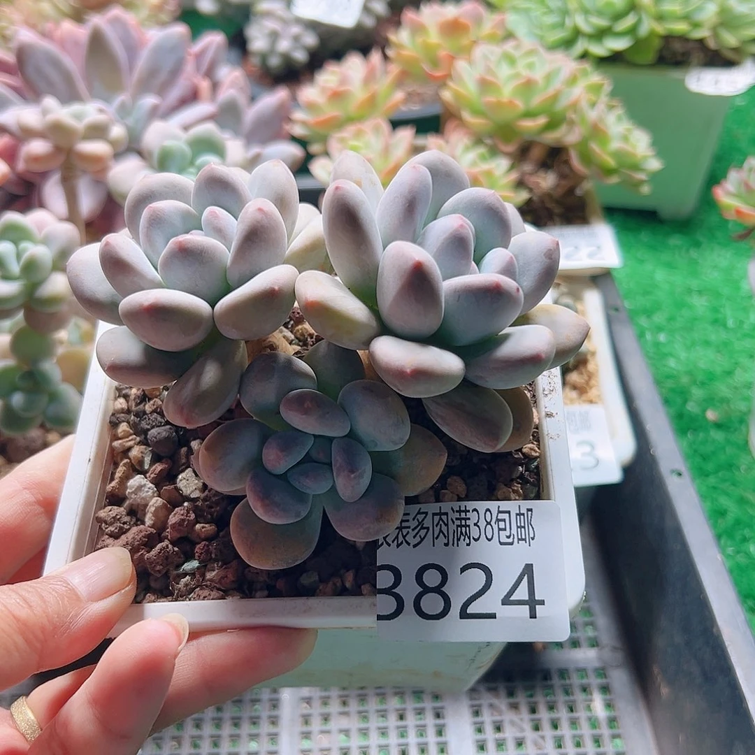 无花朵多肉一物一拍植物3824
