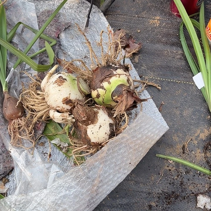 一**K杂交7+三棵开花无售后7969