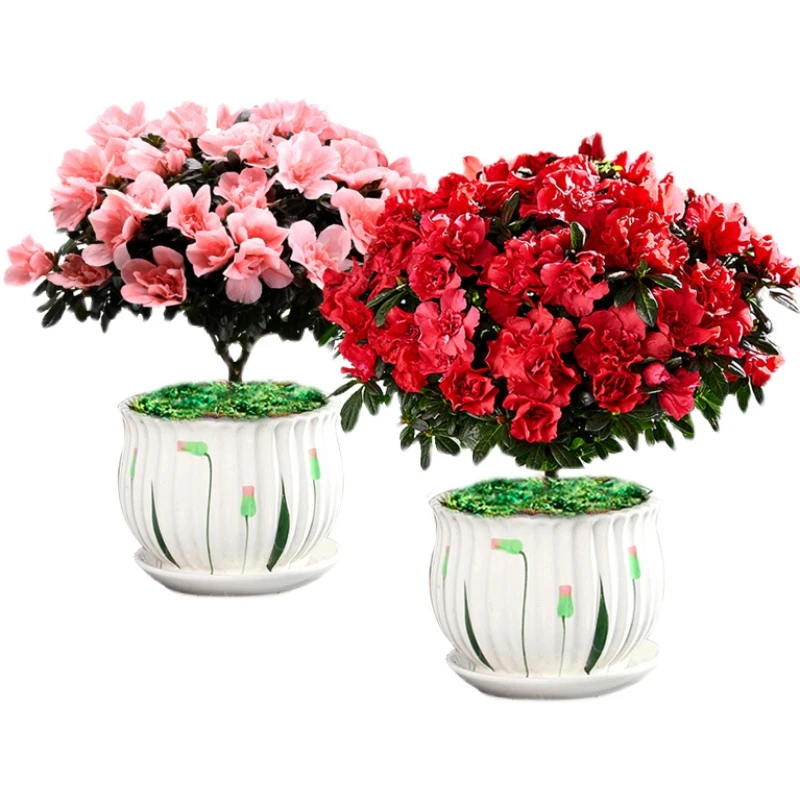 【带花苞发货】杜鹃花盆栽四季开花耐寒植物阳台客厅办公室花卉