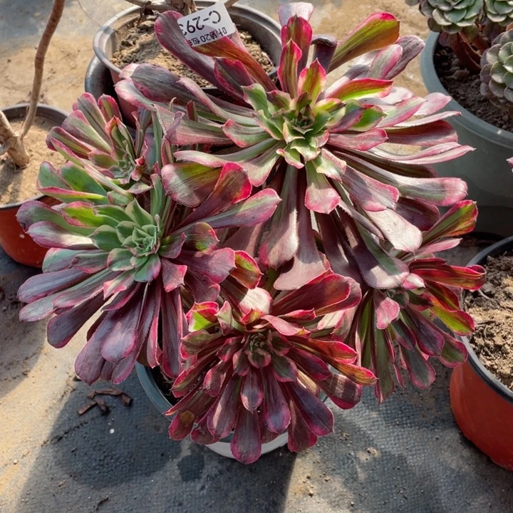 293铜花顺多肉123456789