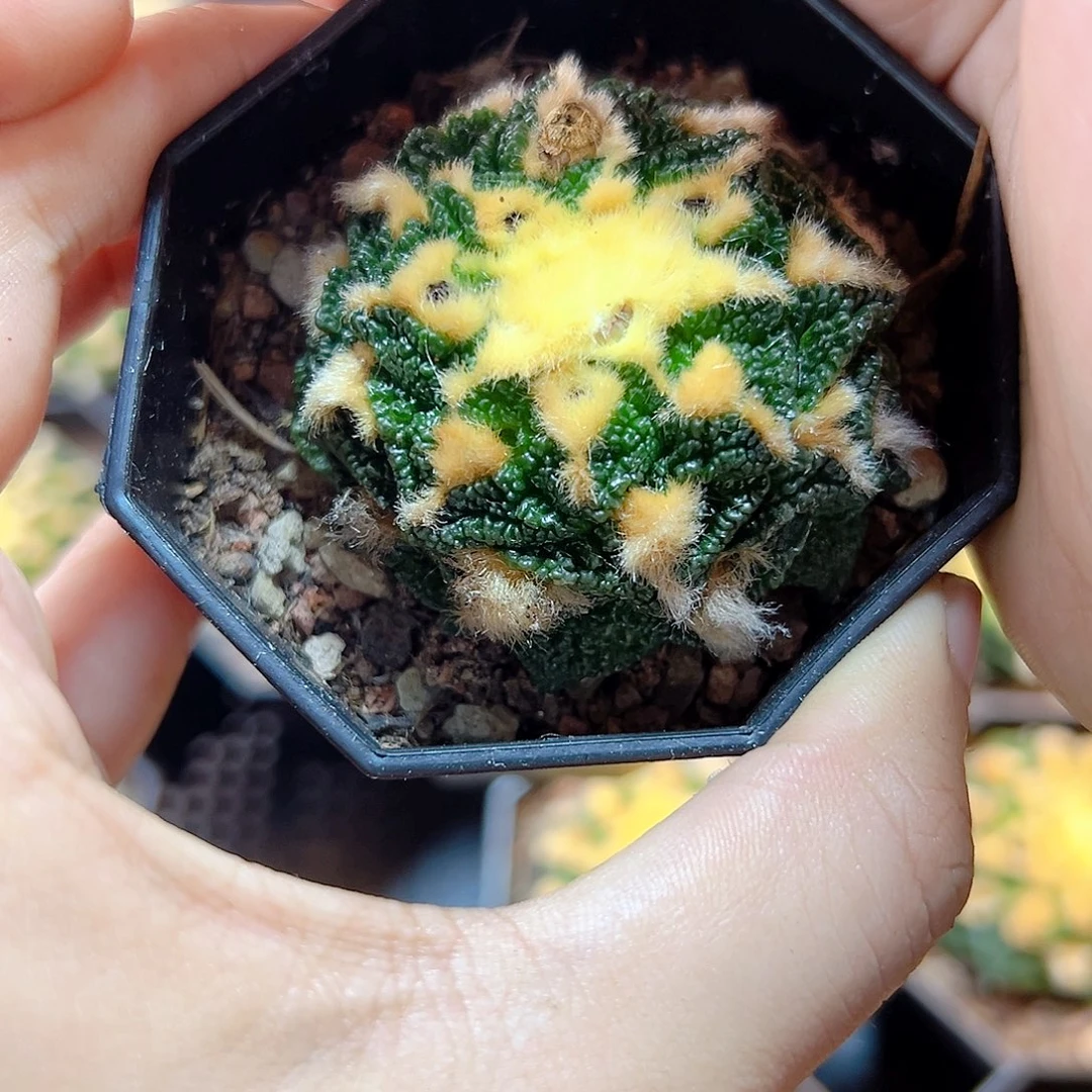 自根辛盾牡丹5.5公分带盆