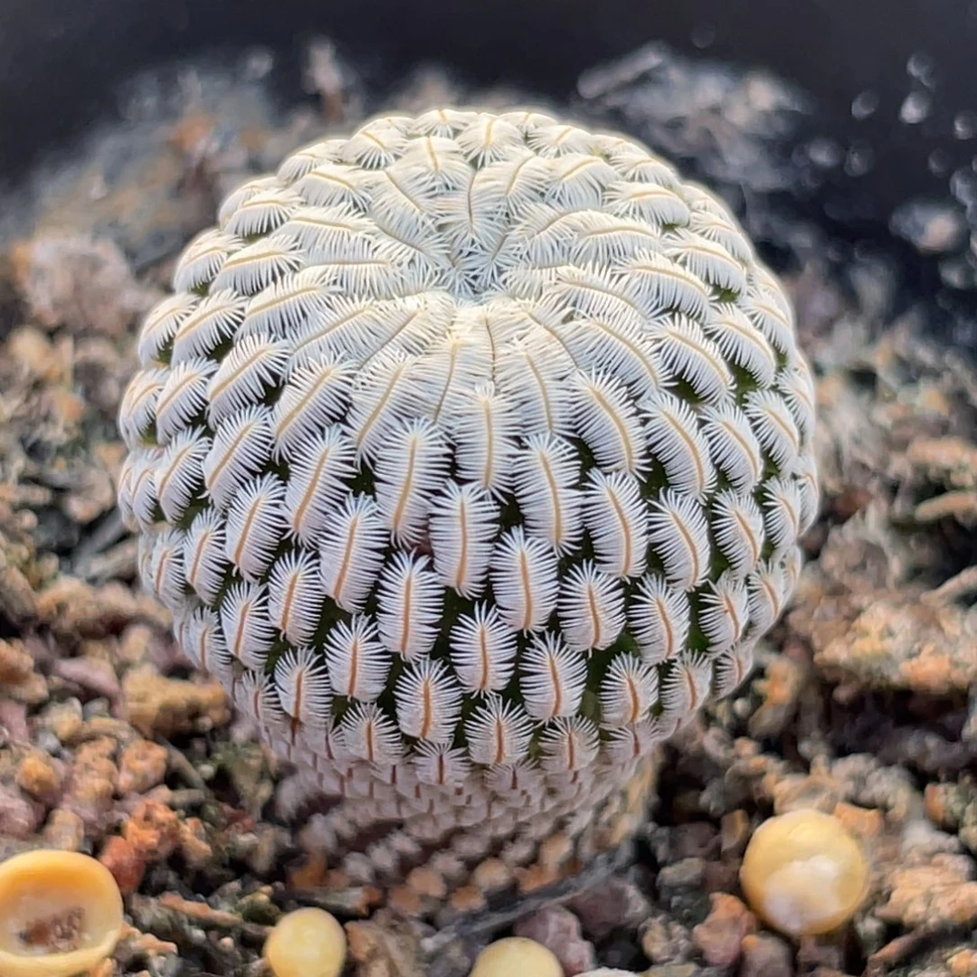 白斜子高瘦2.2厘米以上带盆