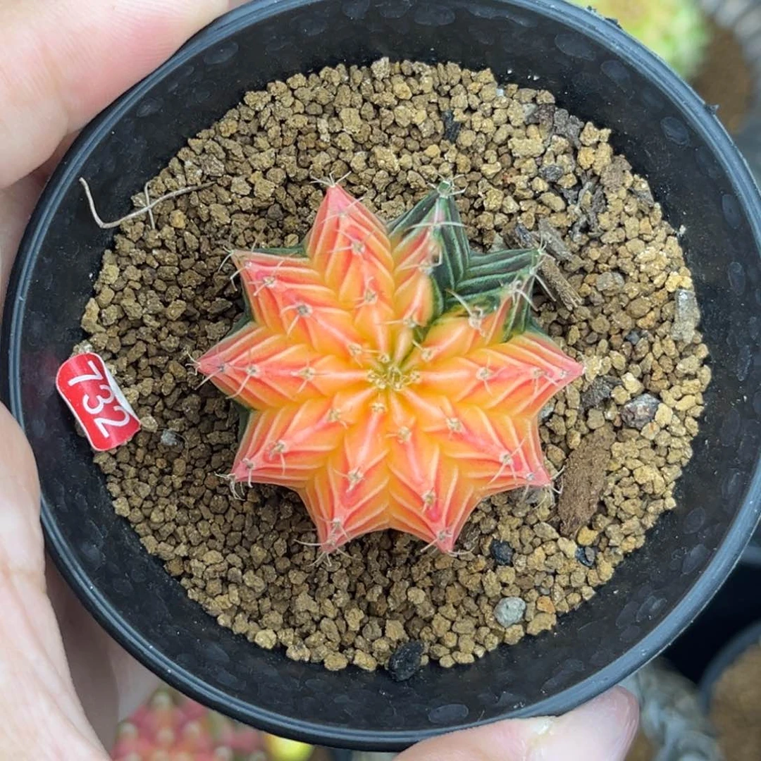 732 带盆土发货 捡漏
