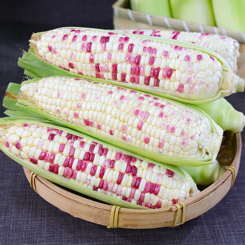 新鲜花糯玉米代餐玉米棒现摘甜糯玉米3斤5斤8斤9斤苞谷