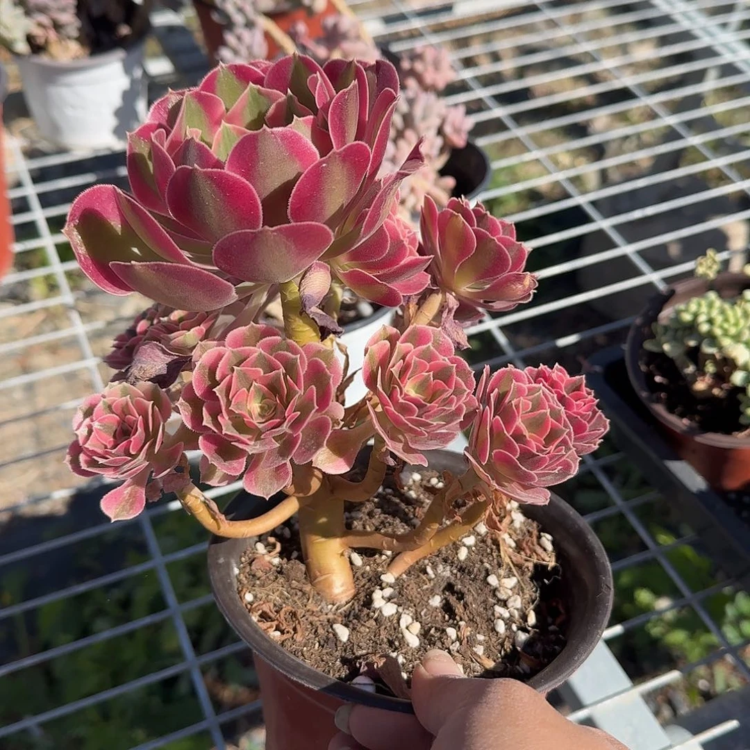 粉女巫法师多肉植物