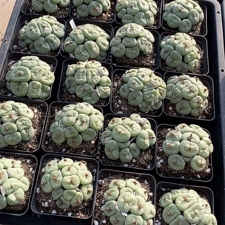 29506吕氏大饼母本一颗