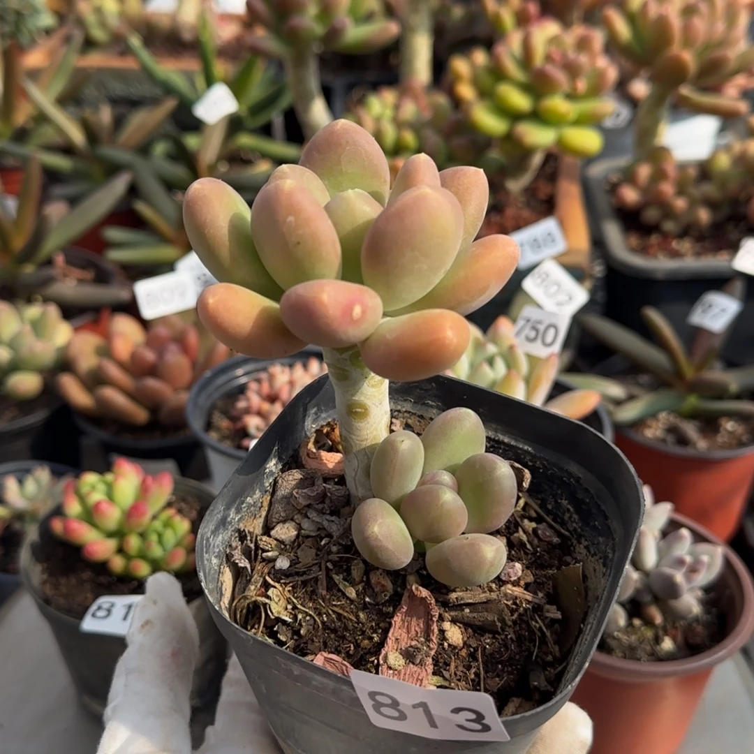 813号一物一拍一物一拍一物一拍