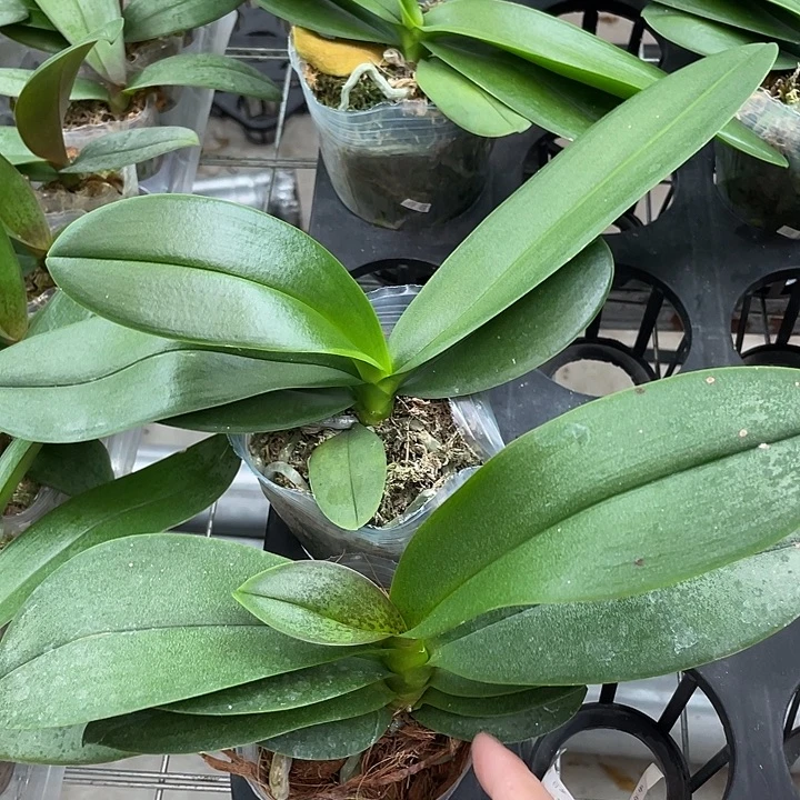 隔****完全开放圣罗莎2.8寸 不带花剑+豆蔻3.0寸不带花剑