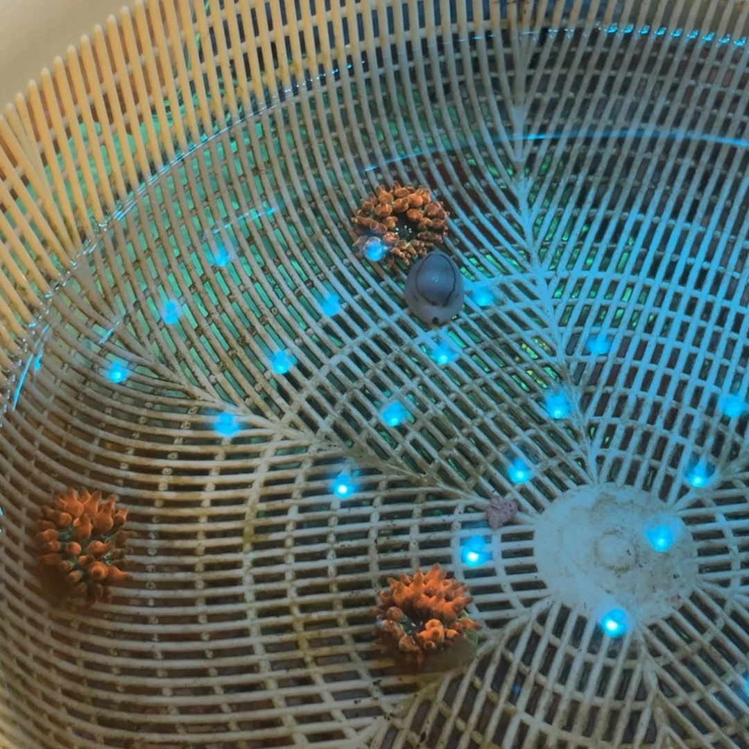 福***y纽扣珊瑚红奶嘴1➕金环1个。