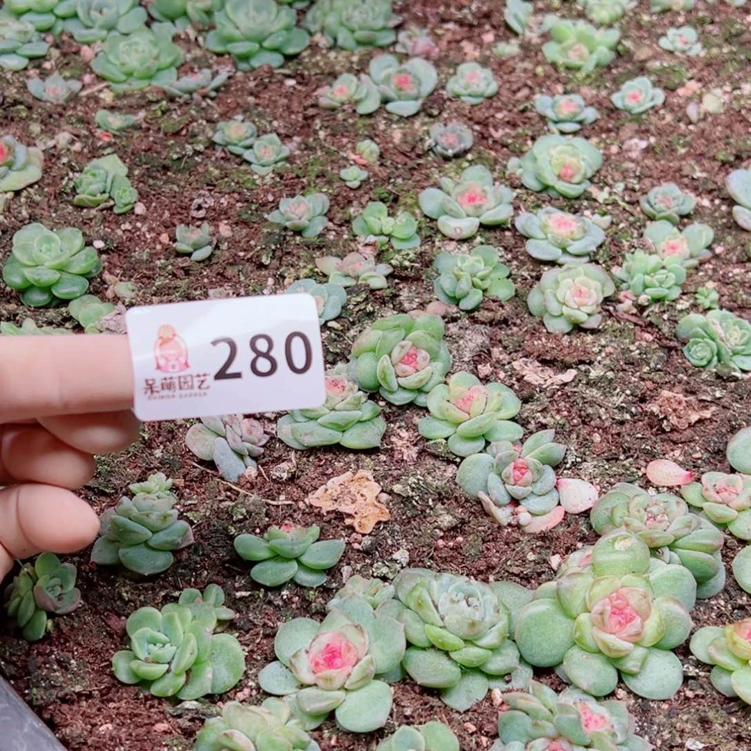 大***妮多肉植物多肉植物