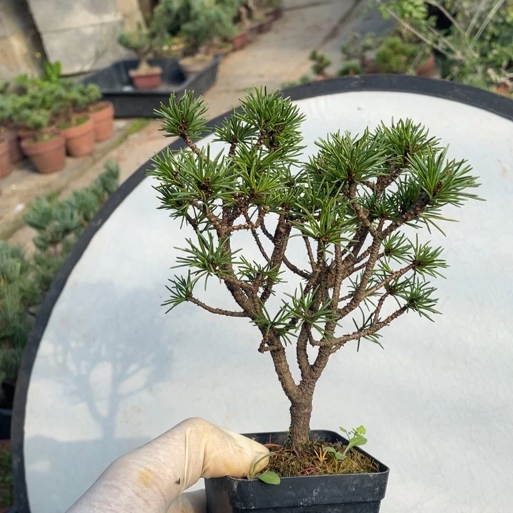 完全开放那须五针松