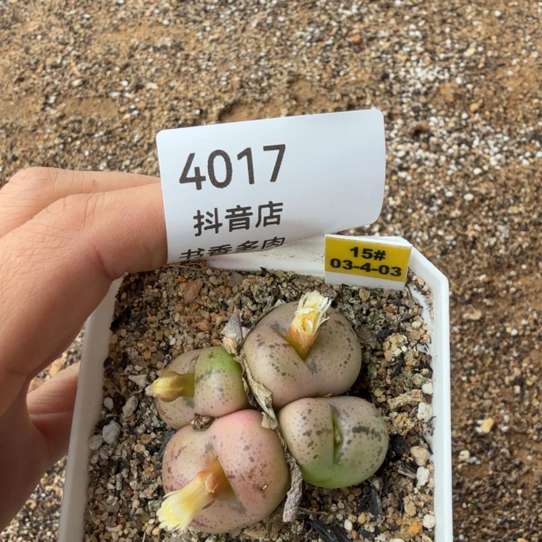 多肉植物。