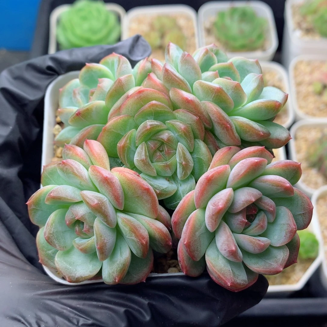 58包邮  群生不包整糖心群26