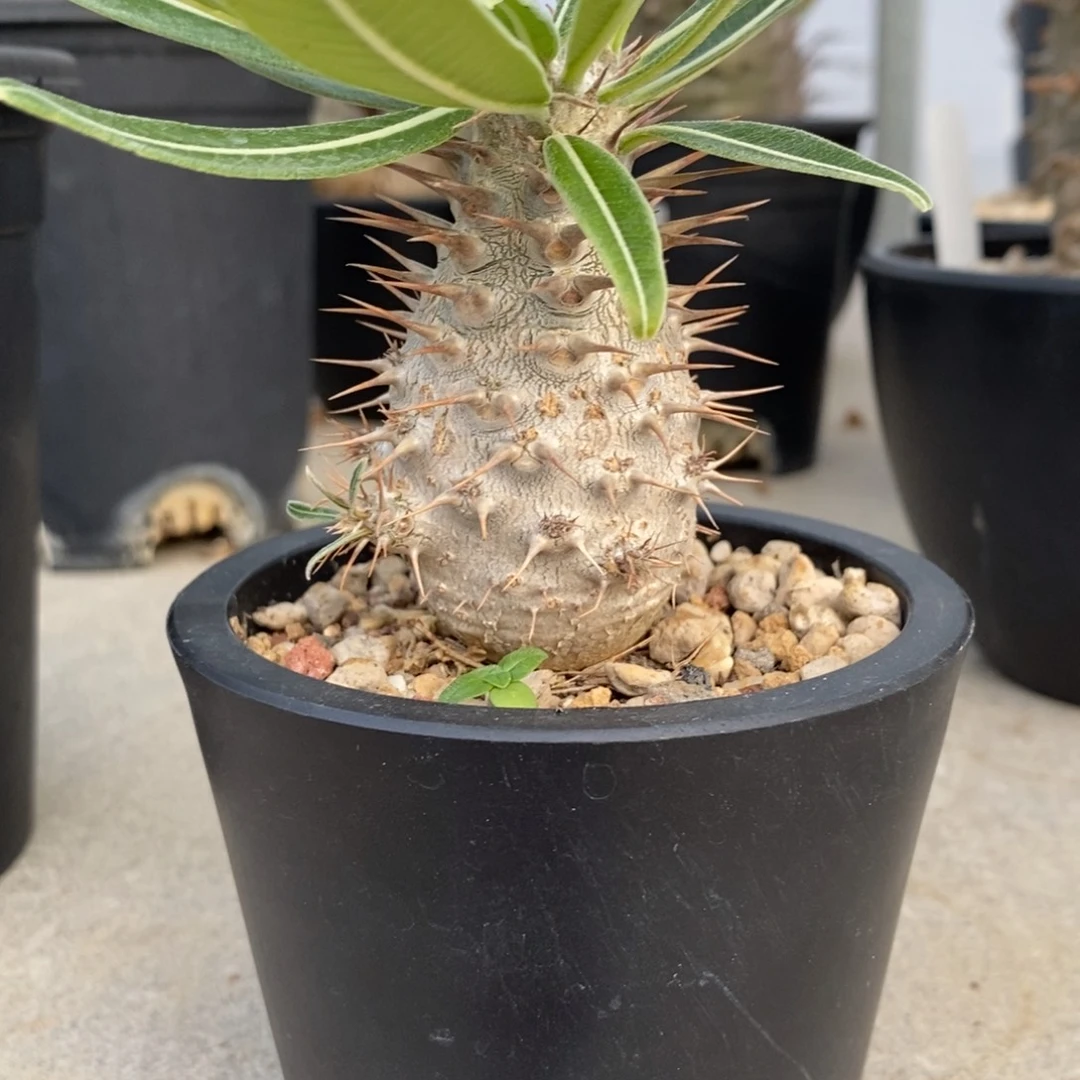当前无花栽培后可以开花小象宫多肉植物盆栽