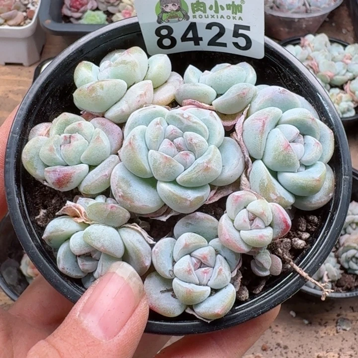 多肉植物多肉植物